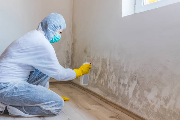 Licensed Mold Removal service in Millwood, VA - WQB Mold Removal